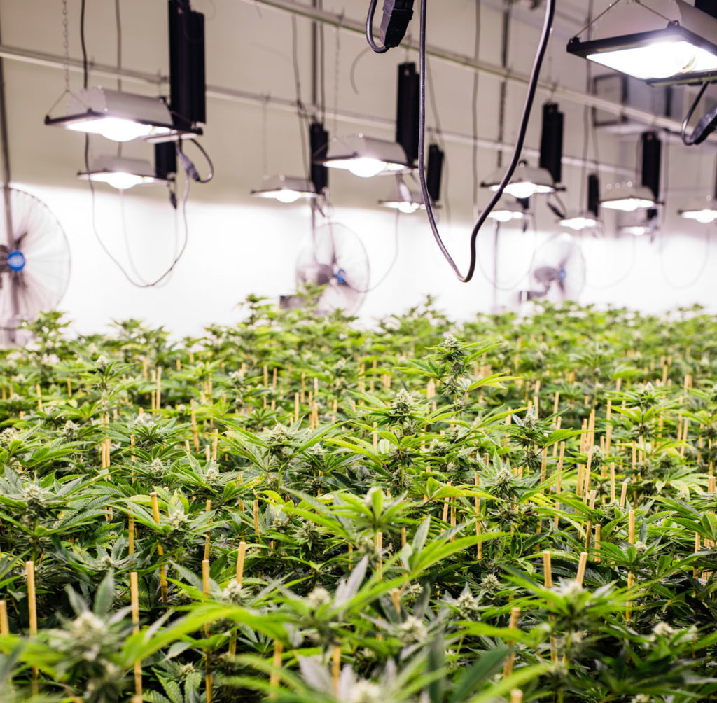 cannabis growing facility